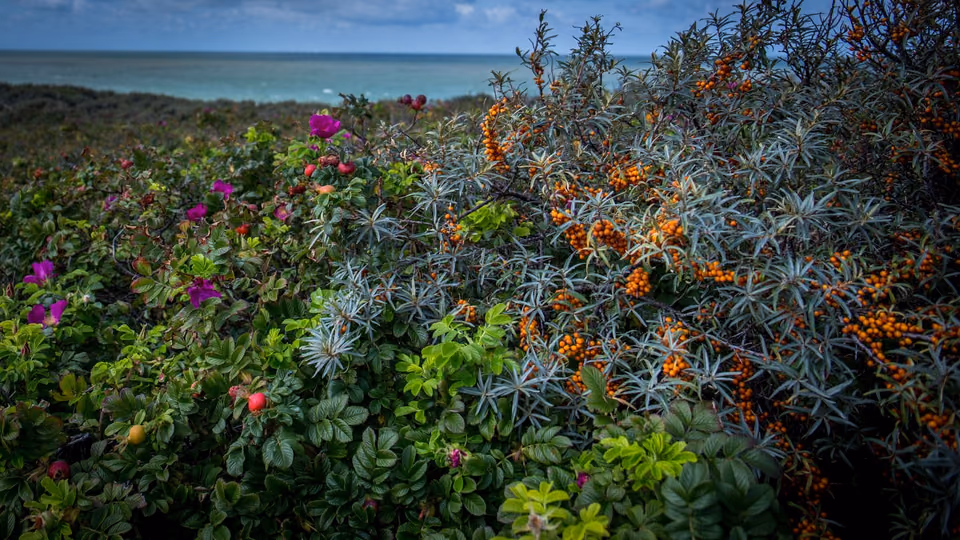 Sanddornbusch mit orangefarbenen Beeren und Heckenrosen in den Dünen an der niederländischen Küste